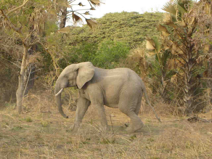 Elefant im Pendjari Park